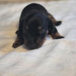 Starlight - Black and tan female Dachshund puppy in Springtown, Texas from Hamm's Sausage Dachshunds