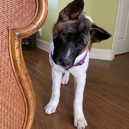 Akita Puppies from 239 Sunshine Akitas