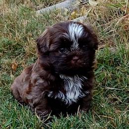 Macho Man - Chocolate male Shih Tzu puppy in Grand Prairie, Texas from R&R Shih-Tzus & Stud Services