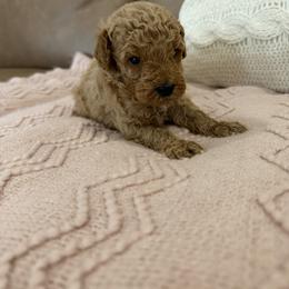 June - Red  female Poodle puppy in Chesnee, South Carolina from Megan’s Spoiled Standards