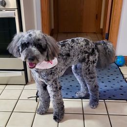 Bernedoodle and Bordoodle All Grown Up from Mesa View Puppies