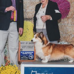 Dawson - Pembroke Welsh Corgi