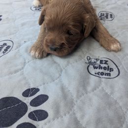 Wilma - Apricot female Cavapoo puppy in Lincolnton, North Carolina from Home Sweet Home Puppies