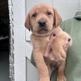 Lime Green - Yellow female Labrador Retriever puppy in Newton Grove, North Carolina from Wayalife Labradors & Gsp’s
