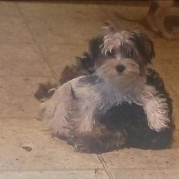 James - Parti male Yorkshire Terrier puppy in Jacksonville, Arkansas from Royal Yorkie Terrier
