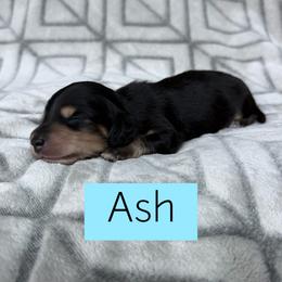 Ash - Black and Cream Longhair - 3500 - Pet Only - Black and cream male Dachshund puppy in Pauls Valley, Oklahoma from Simply Happy Dachshunds
