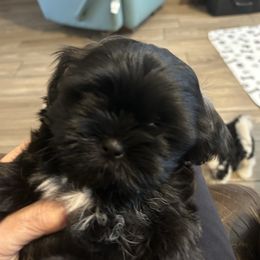 Oliver - Black male Shih Tzu puppy in New Port Richey, Florida from Stanford's Shih Tzus