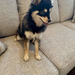 Sedona - Pomsky