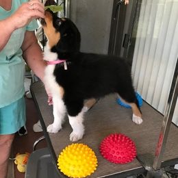 Australian Shepherds from Traveling Canines