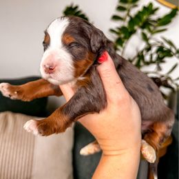 Jasper - Merle male Bernedoodle puppy in Ammon, Idaho from Little Stone Bernedoodles