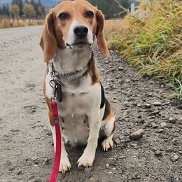Autumn - Beagle
