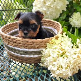 Mia - Blue and gold female Yorkshire Terrier puppy in Monticello, Iowa from Ashley’s Puppies