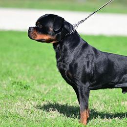 Lenox - Rottweiler
