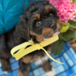 Cayenne - male Cavapoochon puppy in North Lawrence, Ohio from Liberty Pups