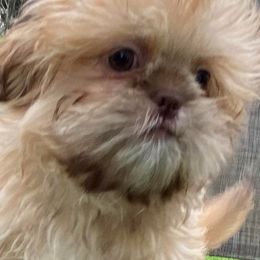 French Bulldogs and Shih Tzus from Divine Hill Farm