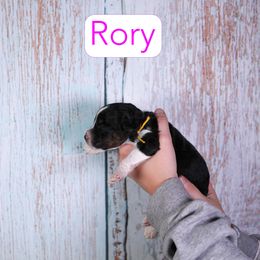 Rory - Black phantom female Assorted Doodle Crosses puppy in Calhoun, Georgia from Happy Top Doodles