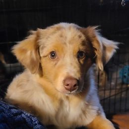 Kashi - Miniature Australian Shepherd