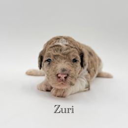 Zuri - Merle female Goldendoodle puppy in Milford, Pennsylvania from Doodles Are Golden