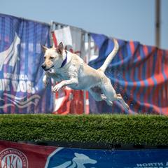 Carolina Dogs from Carolina Dogs Of The Forgotten Coast