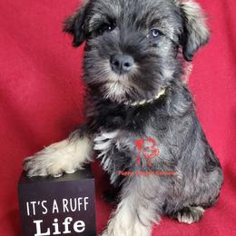 Girl 1 - Salt and pepper female Miniature Schnauzer puppy in Fairhope, Alabama from Puppy Sugars Kennels