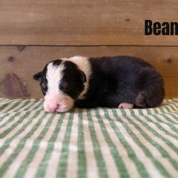 Bean - Black tri-color female Australian Shepherd puppy in Kearney, Nebraska from Helix Aussies