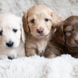 Dachshund puppies from CTX Doxies