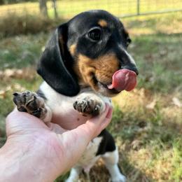 Shades AKC FULL - Piebald male Dachshund puppy in Gentry, Arkansas from Sweet As Pie Doxies