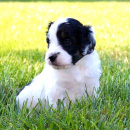 Sparkle Smash - female Australian Mountain Doodle puppy in Decatur, Illinois from Signature Doodles