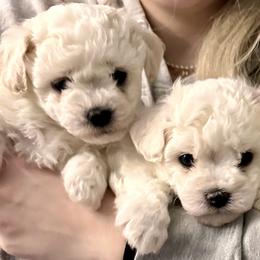 Bichon Frises from KM Bichon Frise