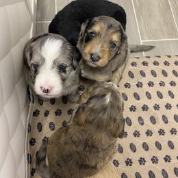 Sheepadoodle Puppies from Sarah Pearl’s Mini Sheepadoodles
