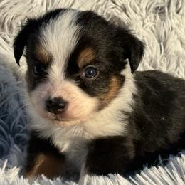 Lacy - Black tri female Toy Australian Shepherd puppy in Ambrose, Georgia from Brandilyn's Aussies