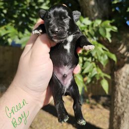 Green Boy - Black male Miniature Schnauzer puppy in Lake Charles, Louisiana from Du Lac Miniature Schnauzers