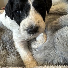 Rose - Black tri-color female Aussiedoodle puppy in Waelder, Texas from Aussiedoodles of Austin