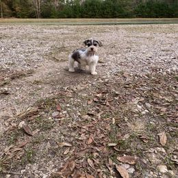 Roxie - Miniature Schnauzer