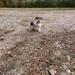 Roxie - Miniature Schnauzer