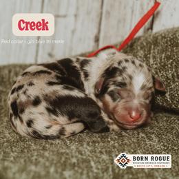 Creek - Blue merle female Miniature American Shepherd puppy in White City, Oregon from Born Rogue Miniature American Shepherds