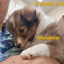 Mordecai - Sable & white male Toy Shetland Sheepdog puppy in Houston, Texas from LaLa's Lilliputian Lassies