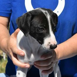 Spotted Girl - Black and white female Greyhound puppy in Sacramento, California from Stout-Hearted Hounds