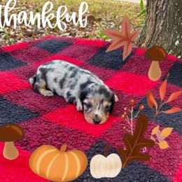 Lightest girl - Black and cream female Dachshund puppy in Crestview, Florida from Neverending Dachies