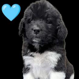 Female 6 Lt Blue Collar - White and black female Newfoundland puppy in Burfordville, Missouri from Umfleet Farms