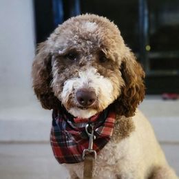 Goldendoodles from Northeast Iowa Doodles