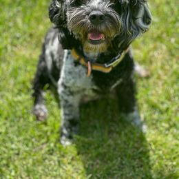 Phoebe - Cockapoo