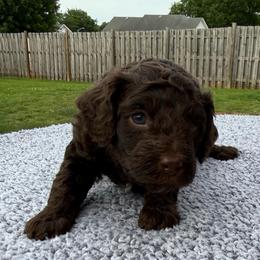 Yellow Collar - Phantom male Poodle puppy in Huntsville, Alabama from Flint River Poodles