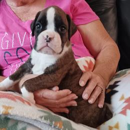 Boy 2 dark brindle - Brindle male Boxer puppy in Morriston, Florida from Like The Wind Boxers
