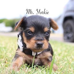 Perry - Black and tan male Yorkshire Terrier puppy in Ceres, California from Mr.Yorkie