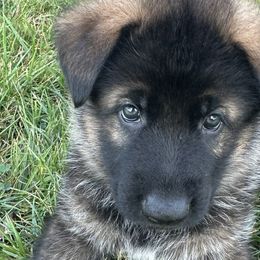 Harley - German Shepherd puppy from HVC Kennels-Home of Von Monray Elite German Shepherds