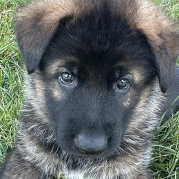 Harley - German Shepherd puppy from HVC Kennels-Home of Von Monray Elite German Shepherds