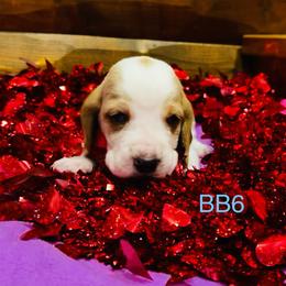 BB6 - Red and white male Basset Hound puppy in Britton, South Dakota from K&S Canines
