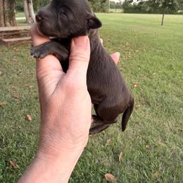 Jasper - Liver male Miniature Schnauzer puppy in Silver Creek, Mississippi from Mamie’s Minis, LLC