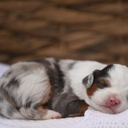 Australian Mountain Doodle, Bernedoodle, and Cavapoo Puppies from Cedar Wood Farms